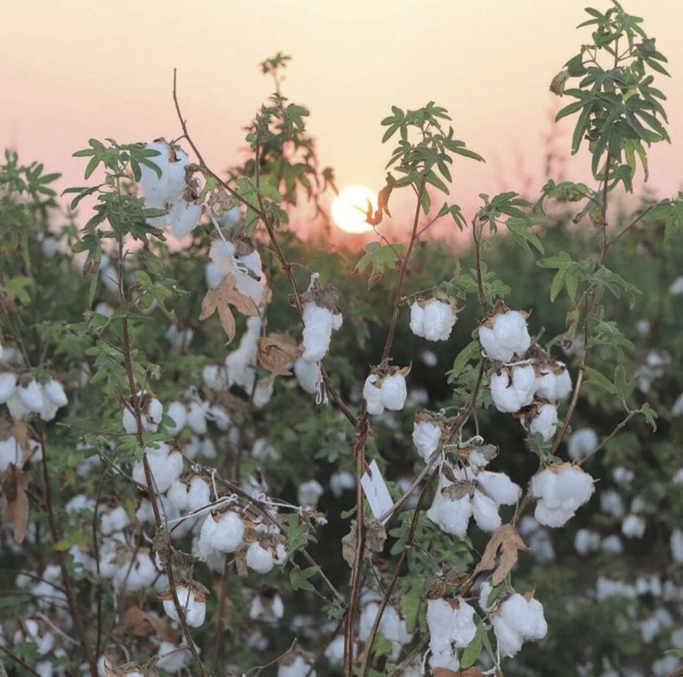 What is organic cotton?