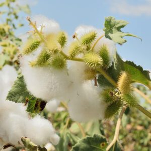 growing organic cotton