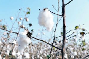 organic cotton accelerator