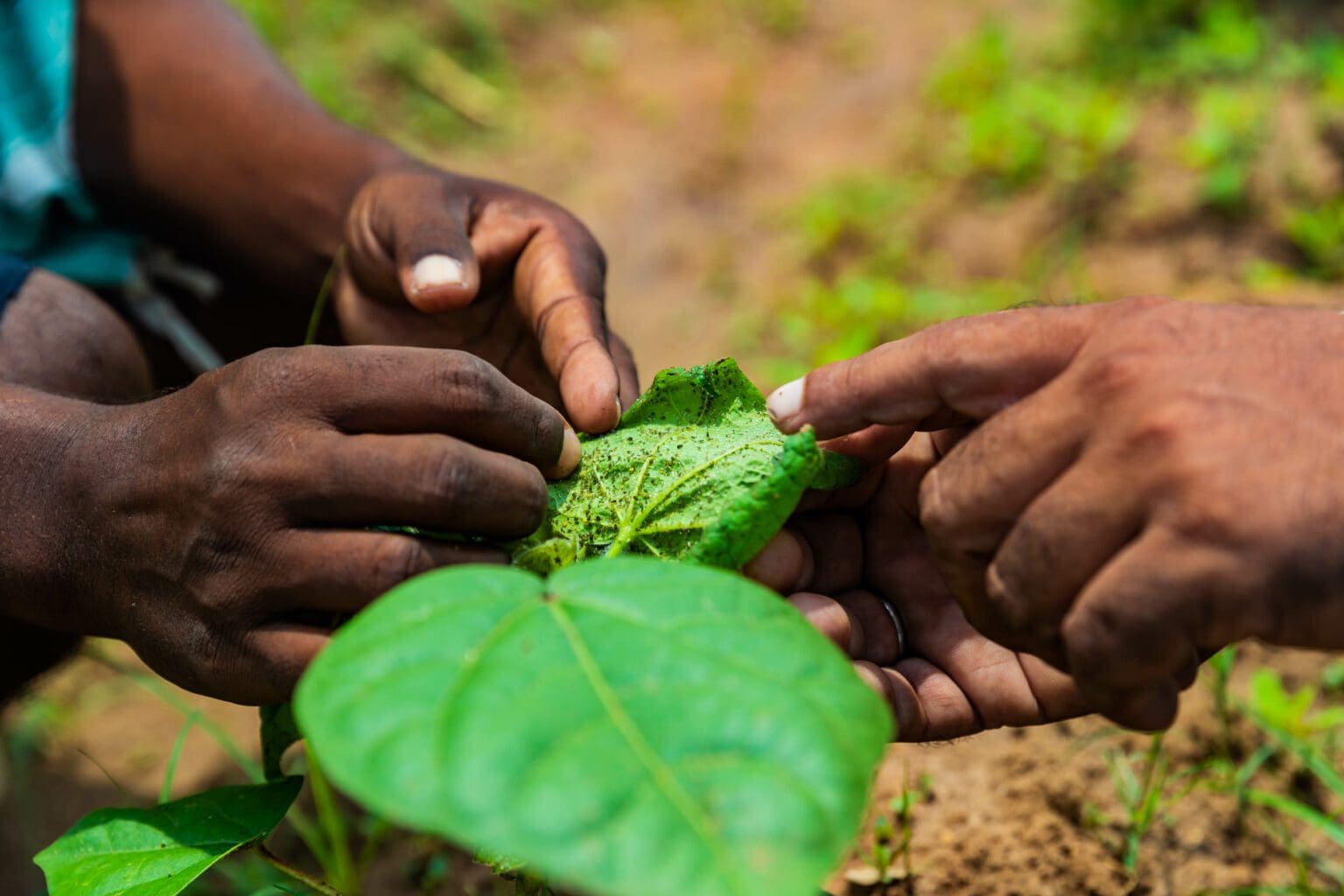 Organic Cotton Training Curriculum Organic Cotton Accelerator