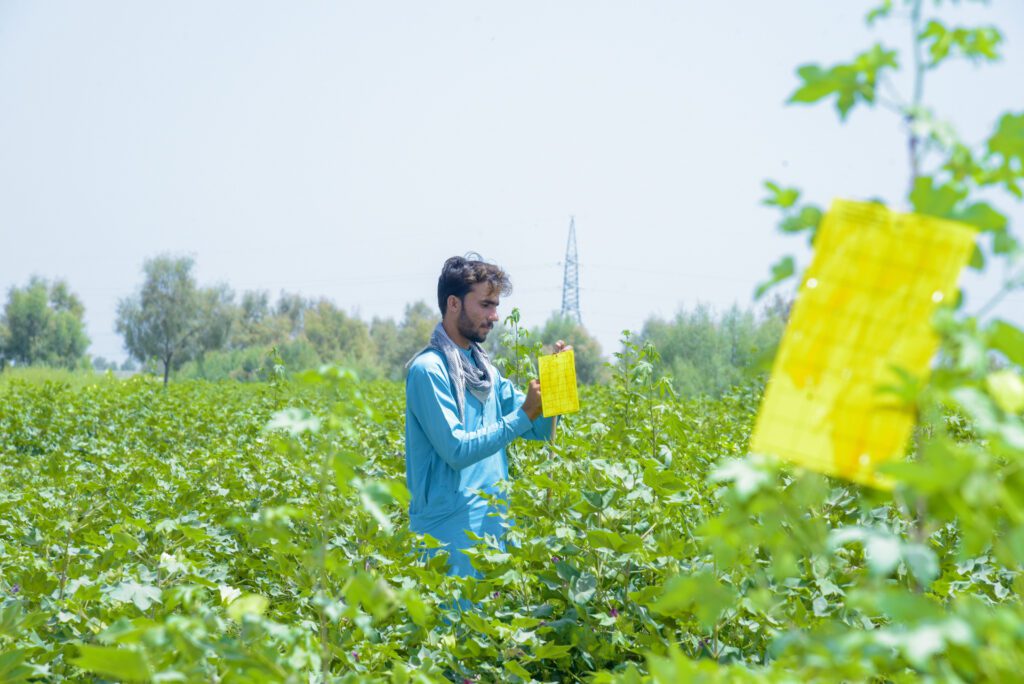Muhammad started using bio-pesticides to address cotton pests