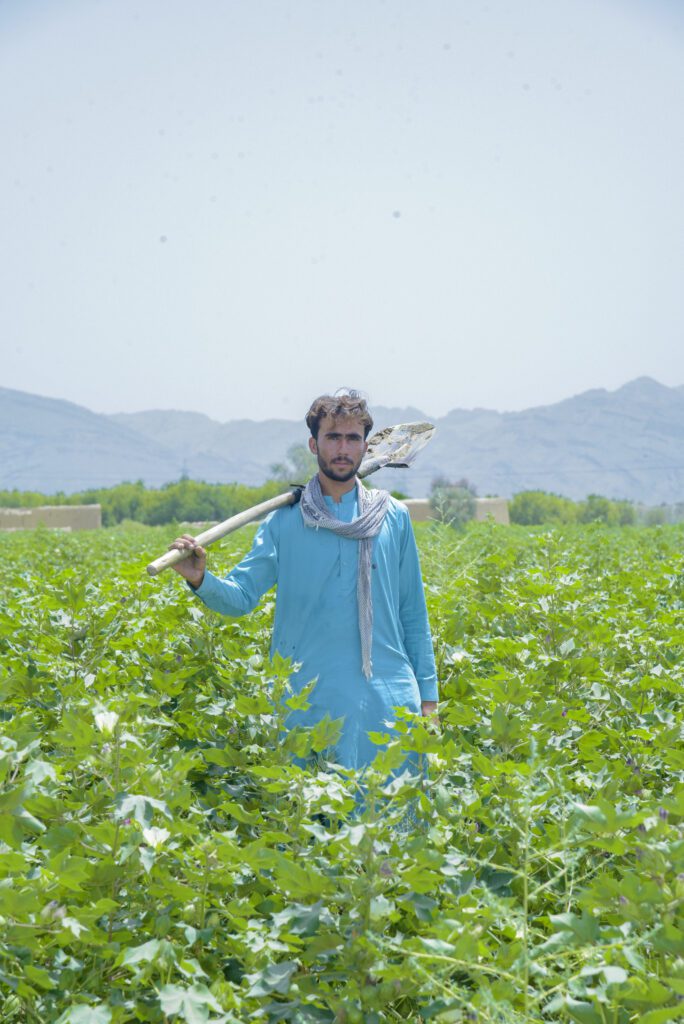 Organic cotton farmer Muhammad Aslam