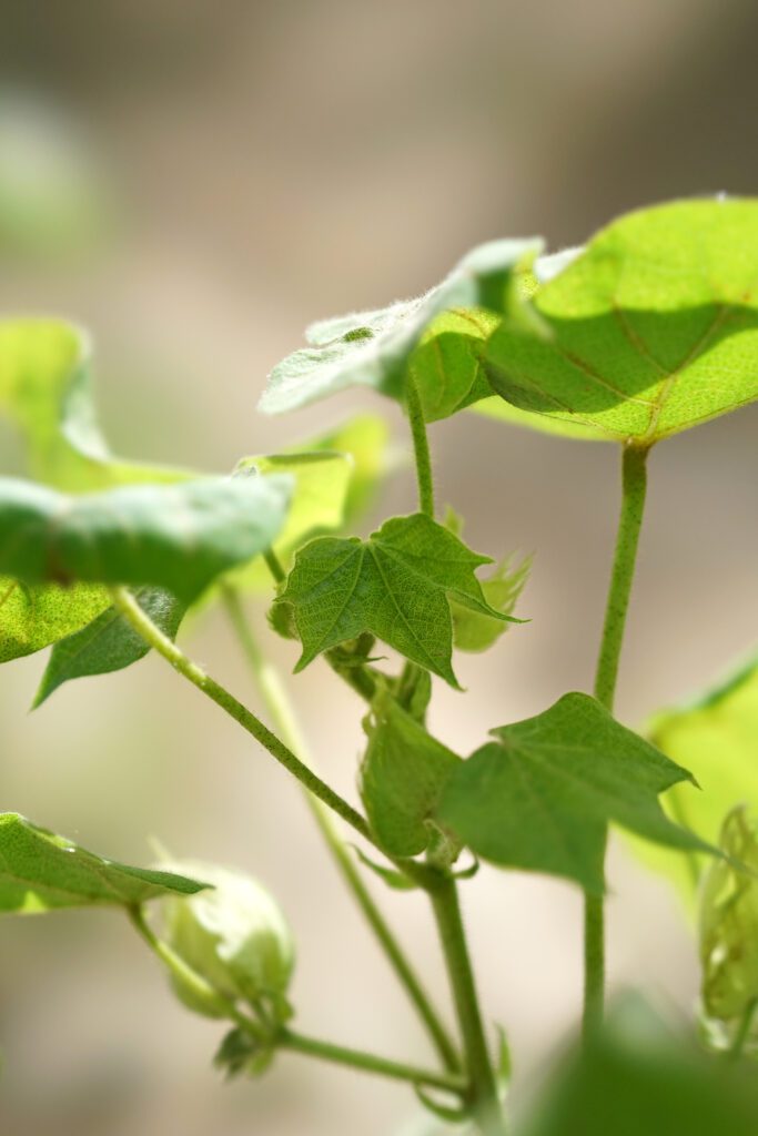 A major part of organic cotton practices comes down to pest control