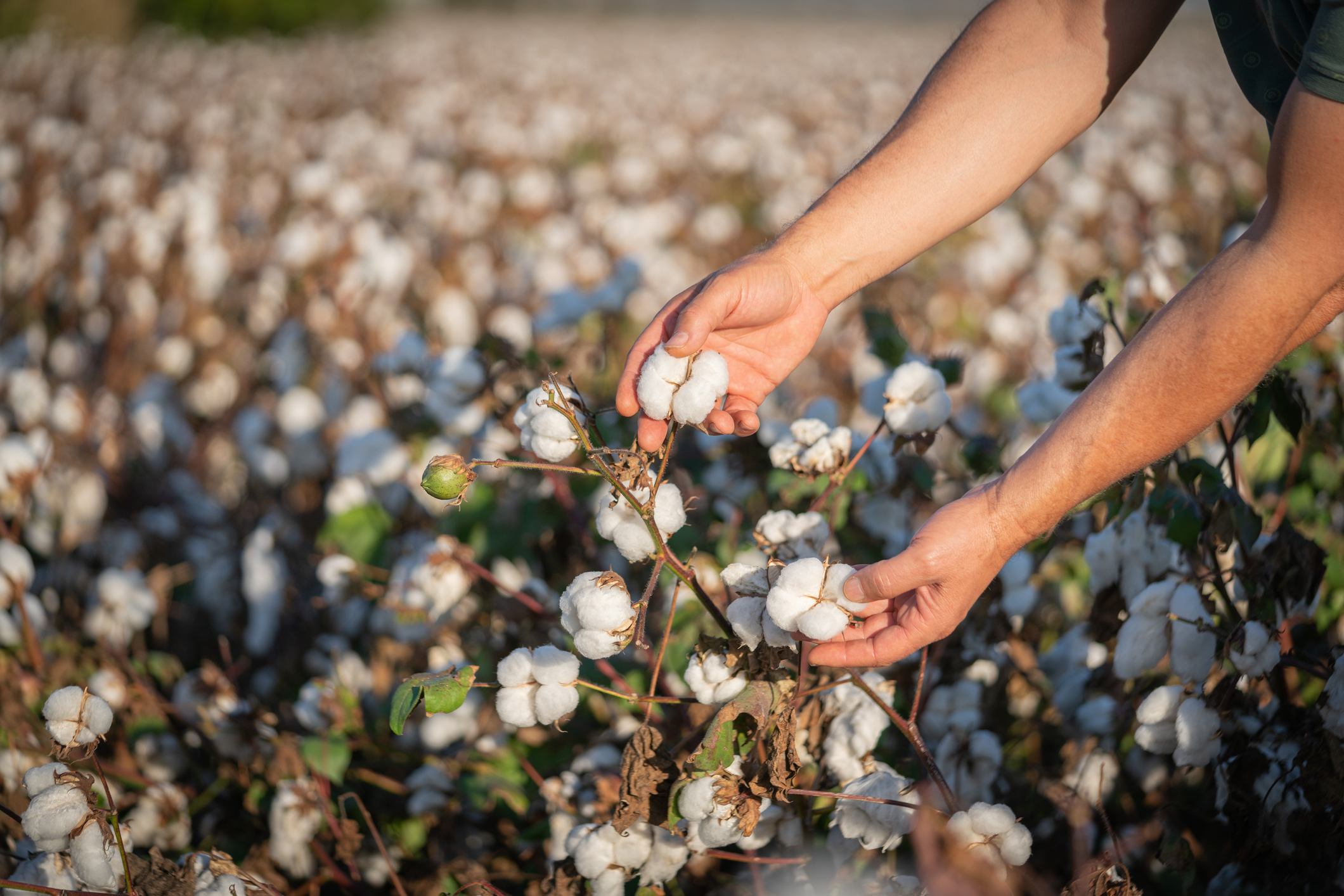 How Long Is A Cotton Picking Minute