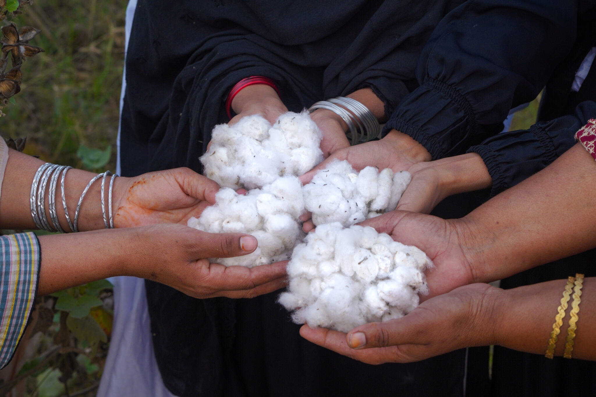 Farmers holding organic cotton in the field