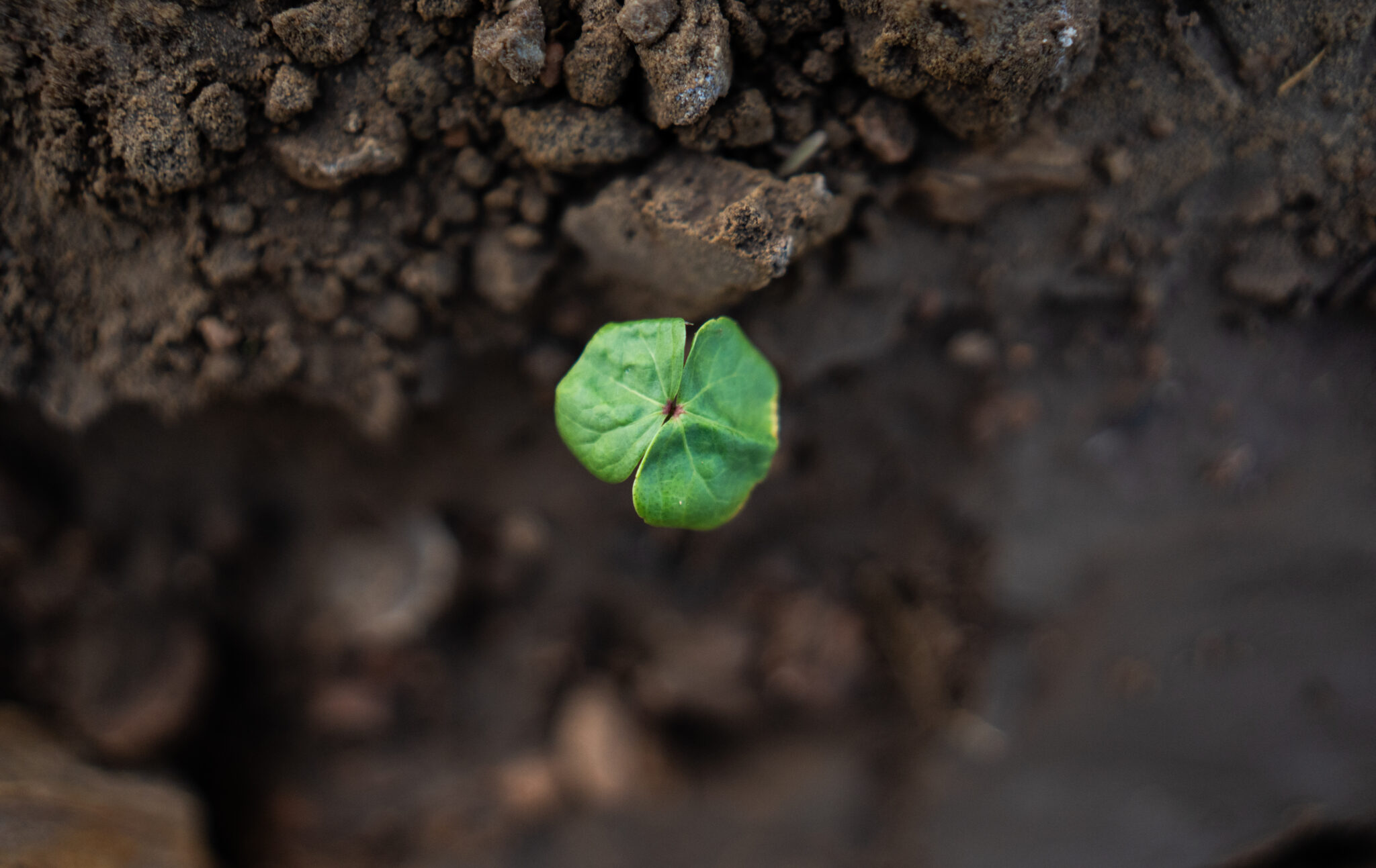 sustainable cotton strategy