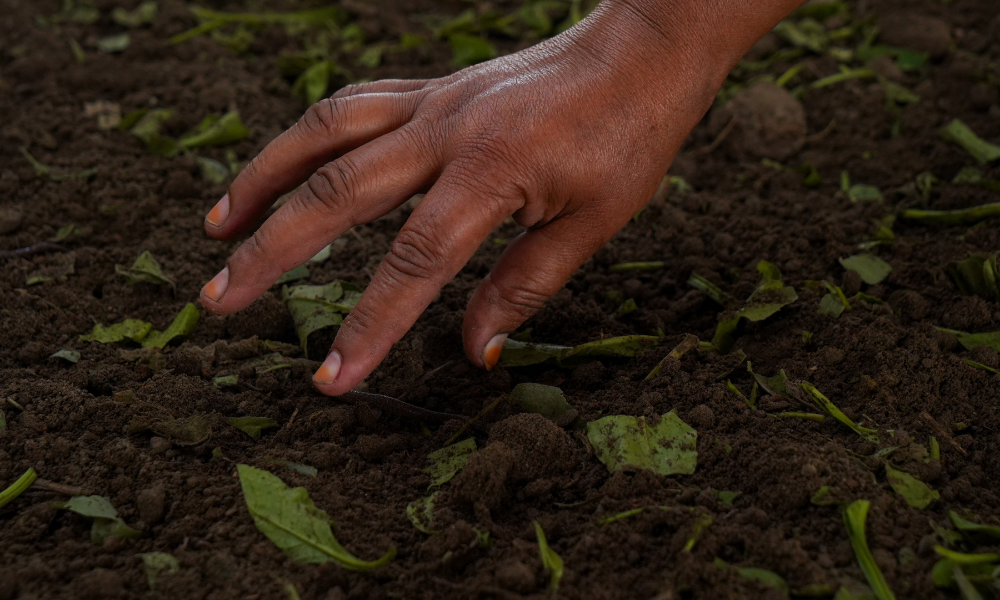 Seeds Pakistan